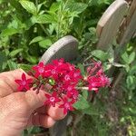 Pentas lanceolataFlors