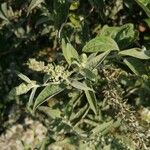 Buddleja albiflora Ліст