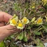 Linaria supinaFlower