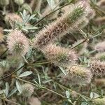 Trifolium arvense Flower