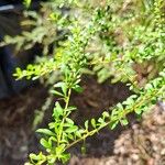 Bursaria spinosa Blad