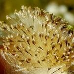 Eriophorum scheuchzeri Fruit