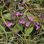 Clinopodium vulgareBlomst