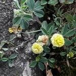 Trifolium campestre Blüte