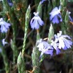 Elytraria imbricata Flower