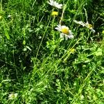 Leucanthemum adustum Habitat