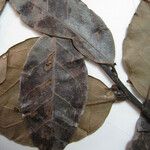Ilex martiniana Övriga