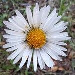 Bellis sylvestris Flor