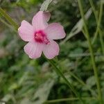 Urena lobata Flower