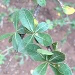Commiphora glandulosa 葉