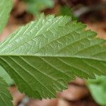 Rubus saxatilis Лист