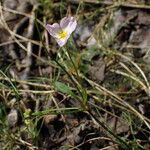 Baldellia ranunculoides Altro