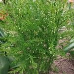 Asparagus tenuifolius অভ্যাস