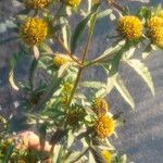 Bidens radiata पत्ता