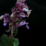 Teucrium quadrifarium Hábito