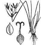 Fimbristylis bisumbellata Drugo