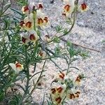 Linaria triphylla 花