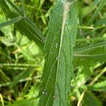 Verbena incomptaFolha