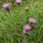 Centaurea nigraKwiat