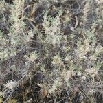 Astragalus piptocephalus Habit