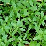 Cerastium alpinum Habit