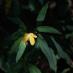 Ludwigia octovalvis Прочее