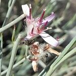Hyalis argentea Λουλούδι