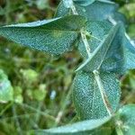 Hypericum richeri Leaf