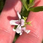 Dianthera americana Květ