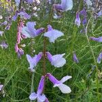 Vicia dalmatica 花