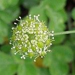 Laser trilobum Flower