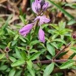 Polygala nicaeensis Цветок