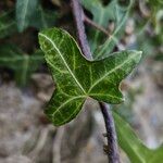 Hedera nepalensis Ліст