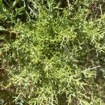 Genista scorpius Leaf