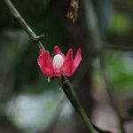 Heisteria parvifolia Kwiat