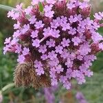 Verbena bonariensisफूल