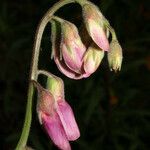 Lathyrus vestitus Flower