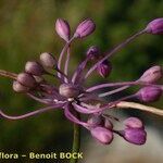 Allium coloratum Frucht