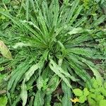 Echium vulgareLeaf