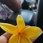 Plumeria rubraFleur