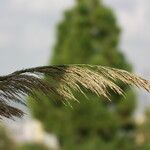 Arundo micrantha Blodyn