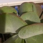 Cotyledon orbiculata 葉