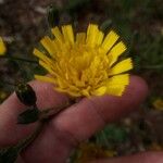 Hieracium glaucinum花