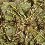 Limosella aquatica Ffrwyth