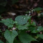 Circaea × intermedia Flower