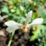 Blumenbachia insignis Kvet