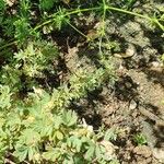 Aphanes australis Ліст