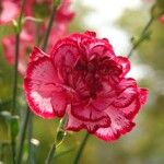 Dianthus caryophyllus Цветок