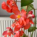 Begonia grandisBlüte