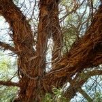 Vachellia erioloba Corteza